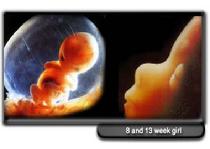 A baby in the womb at 8 and 13 weeks - abortion reality
